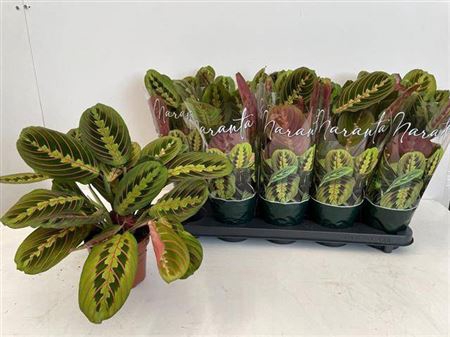 <h4>Maranta Fascinator</h4>