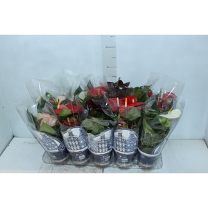 ANTHURIUM VARIADO P12