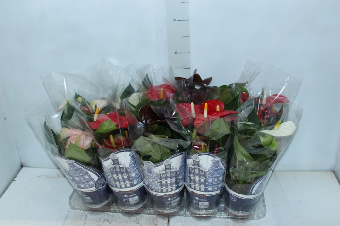 ANTHURIUM VARIADO P12