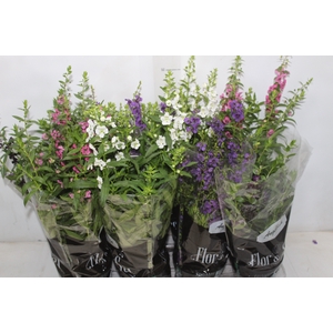 ANGELONIA P14 VARIADO