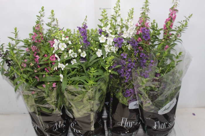 <h4>ANGELONIA P14 VARIADO</h4>