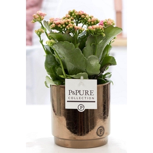 Kalanchoe pink in P&PURE Juliette ceramics goldbronze