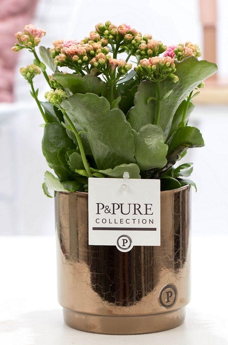<h4>Kalanchoe pink in P&PURE Juliette ceramics goldbronze</h4>