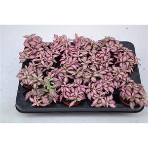 fittonia pink forest flame 7 cm pot