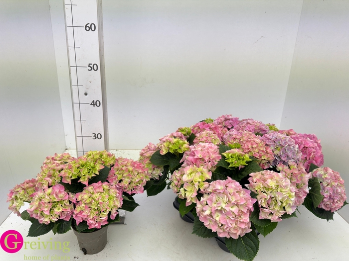 <h4>HYDR M EARLY ROSA</h4>