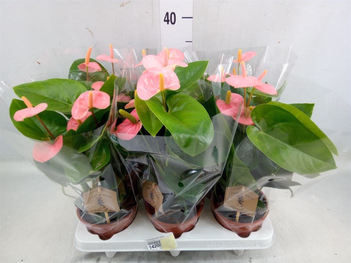 <h4>Anthurium andr. 'Spirit'</h4>