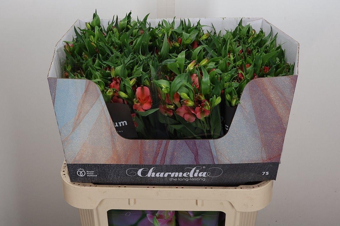 <h4>Alst Fl Charme Apricot</h4>