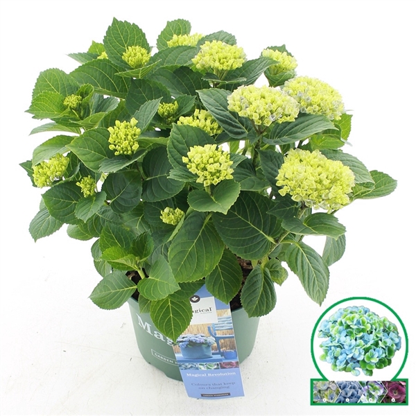 <h4>Hydrangea macr. Magical® 'Revolution'® Blauw C5 (23cm.) Kn.</h4>