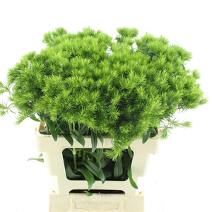 Di Barb Kiwi Mellow Extra