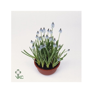 MUSCAR BLUE MAGIC