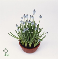 MUSCARI BLUE MAGIC P5