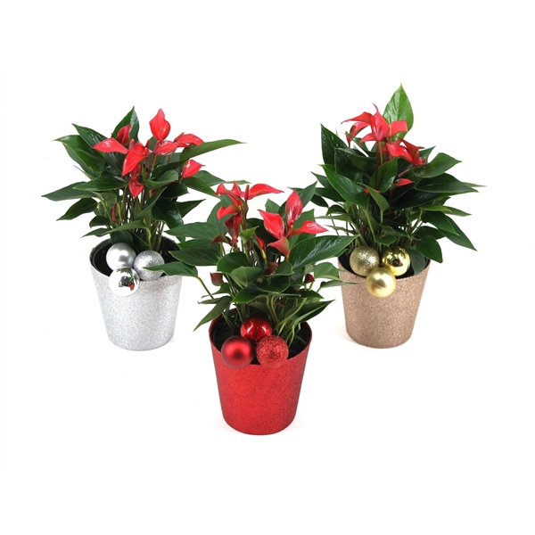 <h4>Anthurium XL.67 Trillions Red 12cm in glitterpot met kerstbalbijsteker</h4>