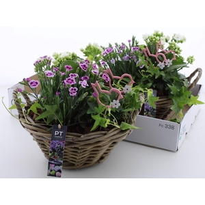 ARR TUINPLANTEN