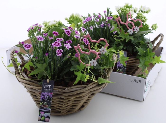 <h4>ARR TUINPLANTEN</h4>