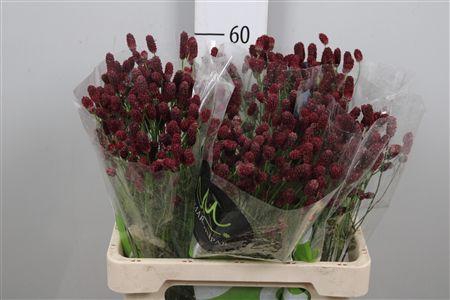 <h4>Sang Of Red Dream</h4>