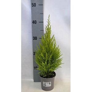 Cupressus macr. Goldcrest Wilma