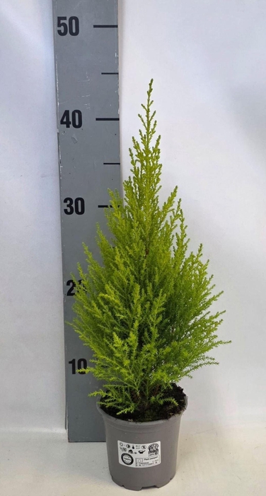 <h4>Cupressus macr. Goldcrest Wilma</h4>