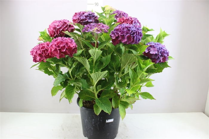 <h4>Hydrangea Macr Pink Purple 18+ X</h4>