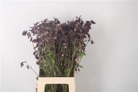 <h4>Aquileg Sweet Purple</h4>