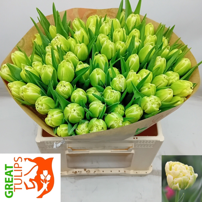 <h4>Tu Du Verona</h4>