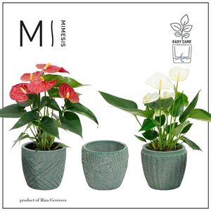 Mimesis Anthurium Grandiflora Mix - Jade mix