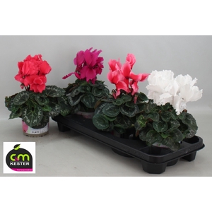 Cyclamen Halios Curly 13Ø 30cm