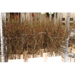 Chaenomeles Japonica Red