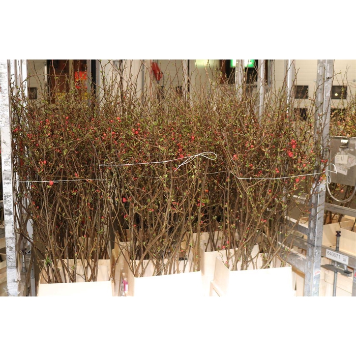 <h4>Chaenomeles Japonica Red</h4>