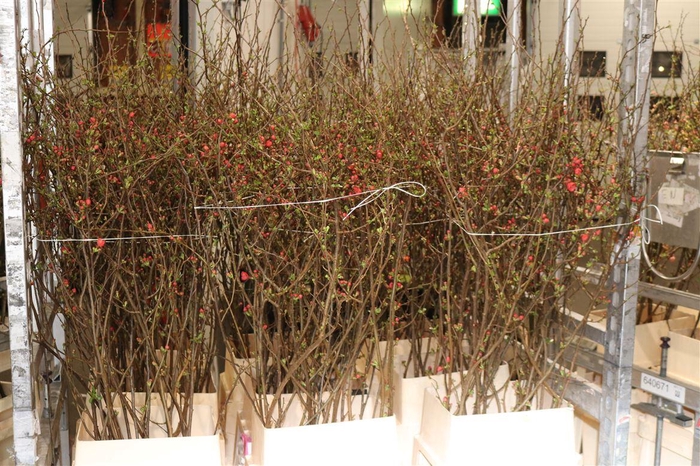 <h4>Chaenomeles Japonica Red</h4>