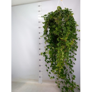 Hedera helix 'Pittsburgh'