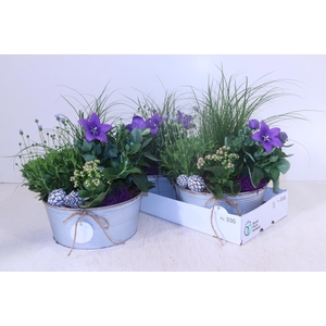 ARR TUINPLANTEN