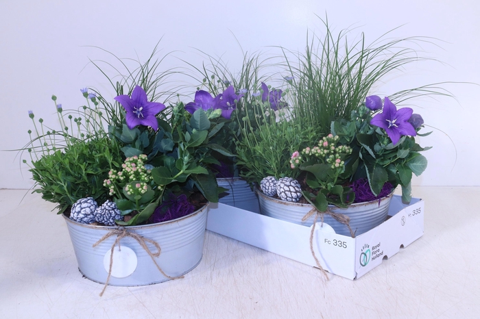 <h4>ARR TUINPLANTEN</h4>