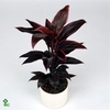 Cordyline Mambo 12 cm ( Decorum )