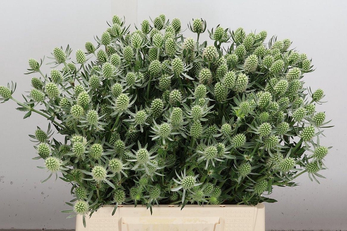 <h4>Eryn White Glitter 40cm</h4>