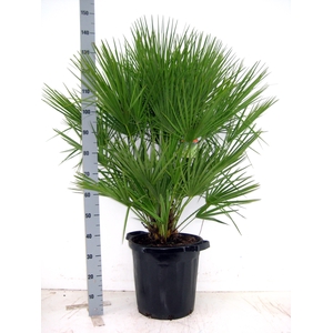 CHAM HUMILIS