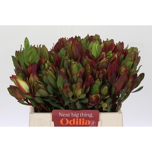 Leucadendron Senorita