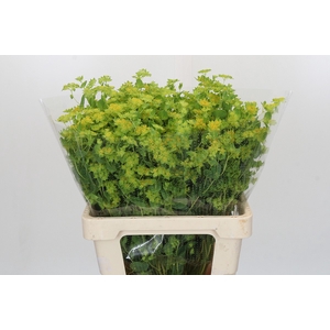 Bupleurum Griffithii