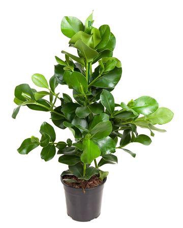 <h4>Clusia Rosea Princess 3pp</h4>