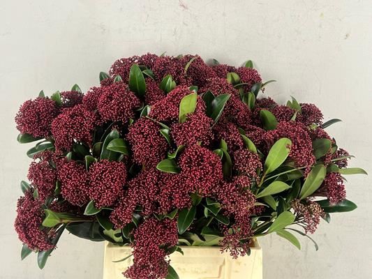 Skimmia jap. Rubella