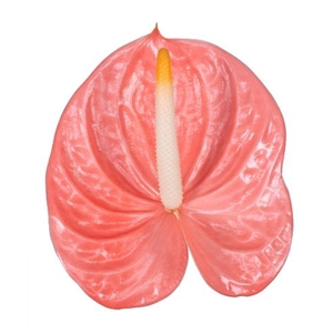 Anthurium andr. 'Farao'