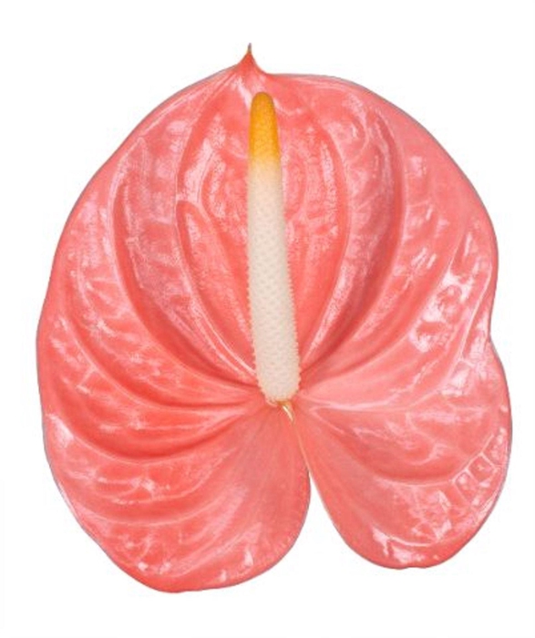 <h4>Anthurium andr. 'Farao'</h4>