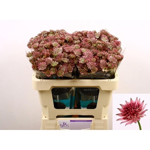 Astrantia Roma Marginpar