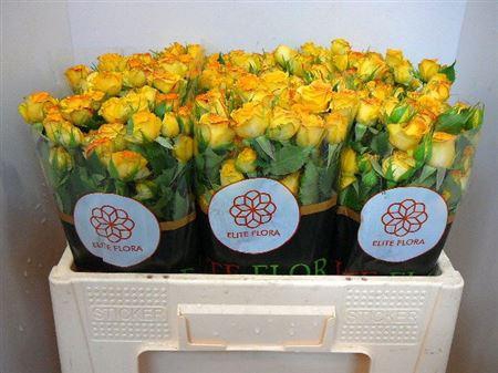 <h4>R Tr Eyeliner</h4>