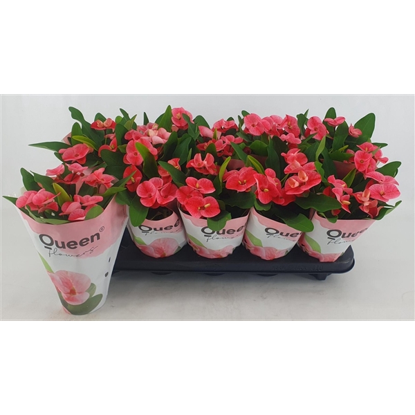 <h4>Euphorbia milii Charlotte</h4>