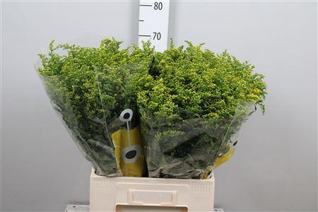 <h4>Soli Carzan Glory</h4>