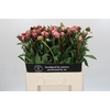 Paeonia Sarah Bernhardt