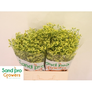 LIM SIN CHINA SUMMER