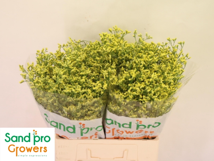 <h4>Lim Sin China Summer</h4>