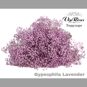 GYPS PA LAVENDEL