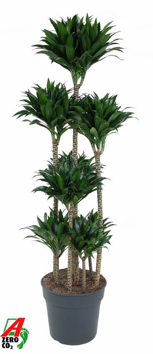 Dracaena Compacta